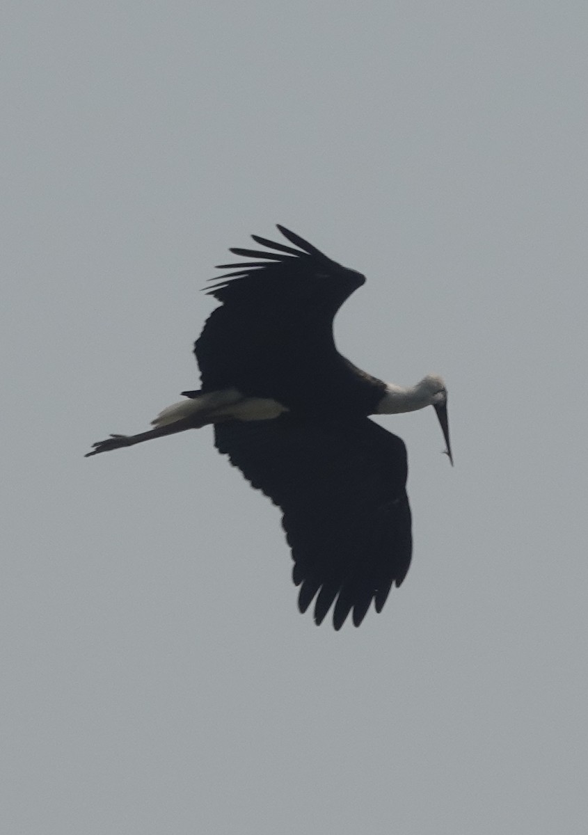 Asian Woolly-necked Stork - ML421084251