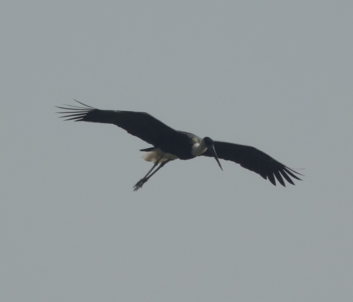 Asian Woolly-necked Stork - ML421084261