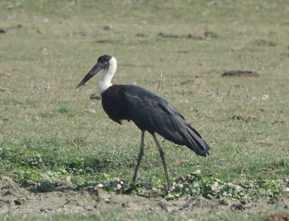 Asian Woolly-necked Stork - ML421084271