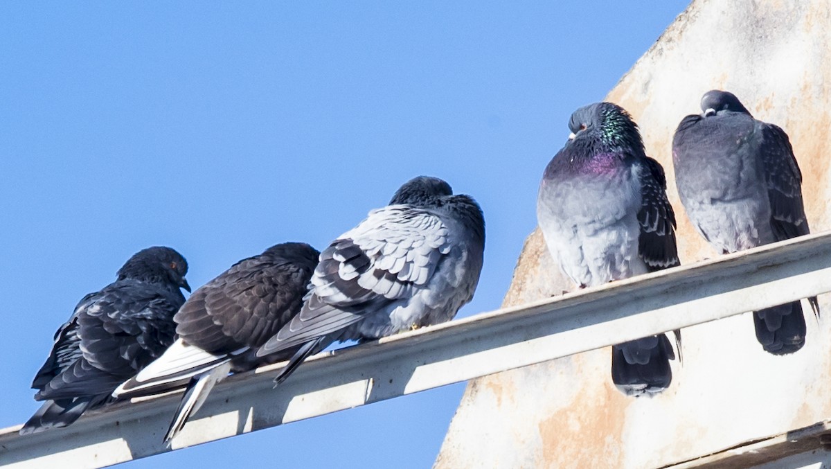 Rock Pigeon (Feral Pigeon) - ML42108461