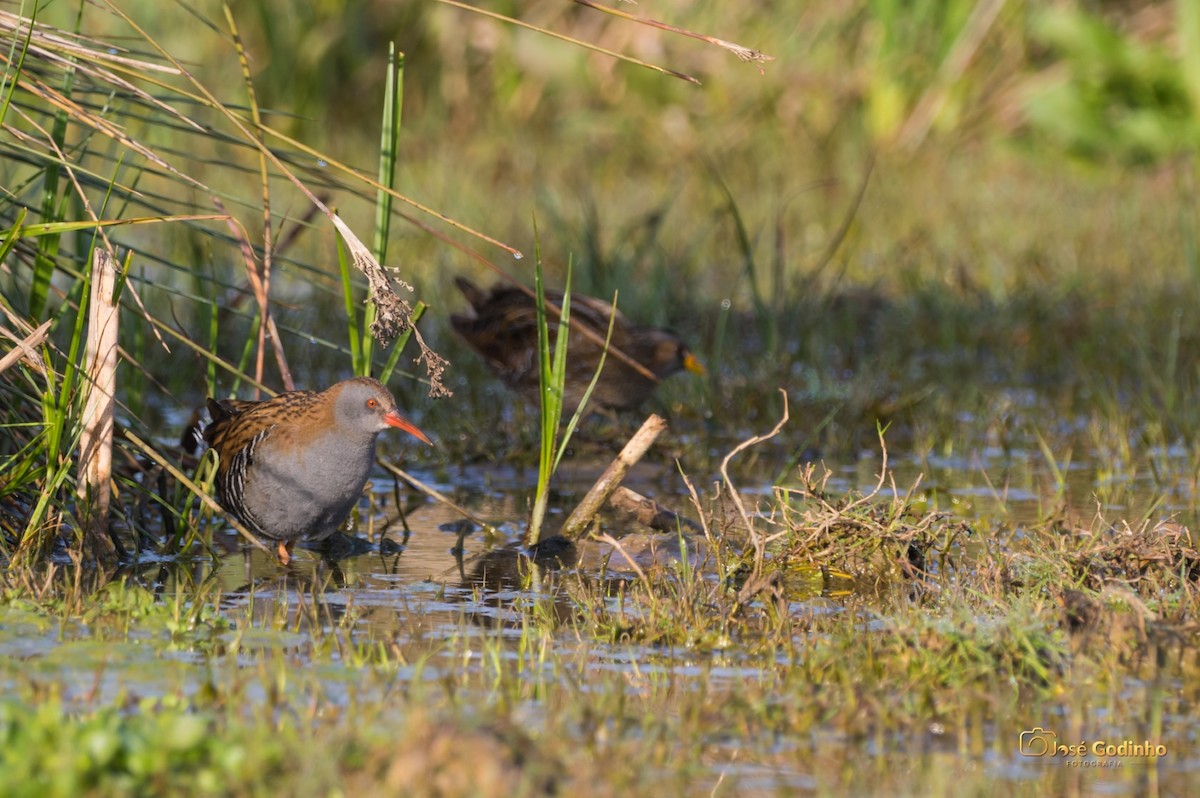 Water Rail - ML421084721