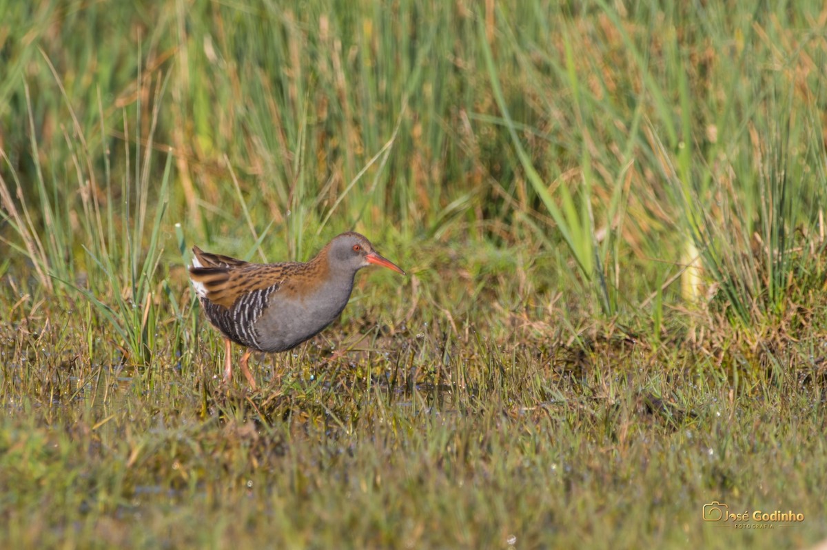 Water Rail - ML421084731