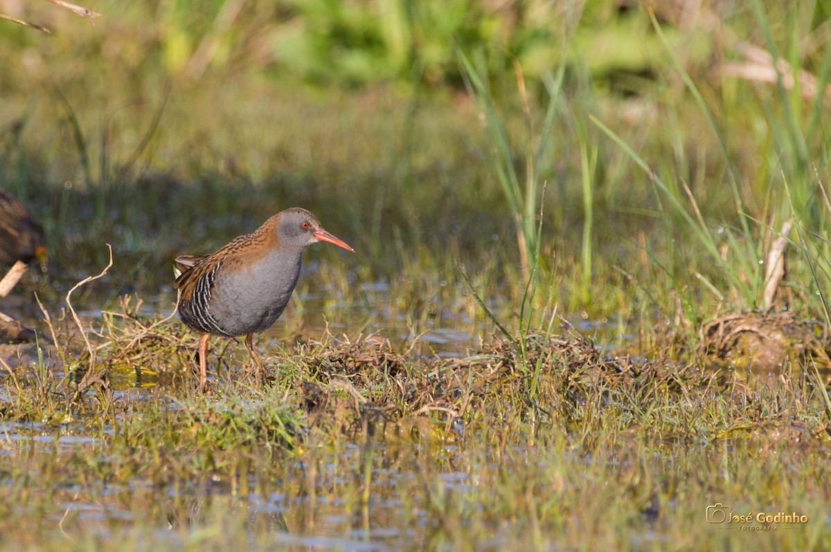 Water Rail - ML421084751