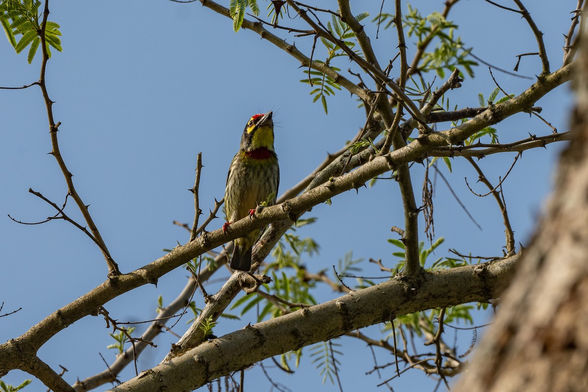 Coppersmith Barbet - ML421085131