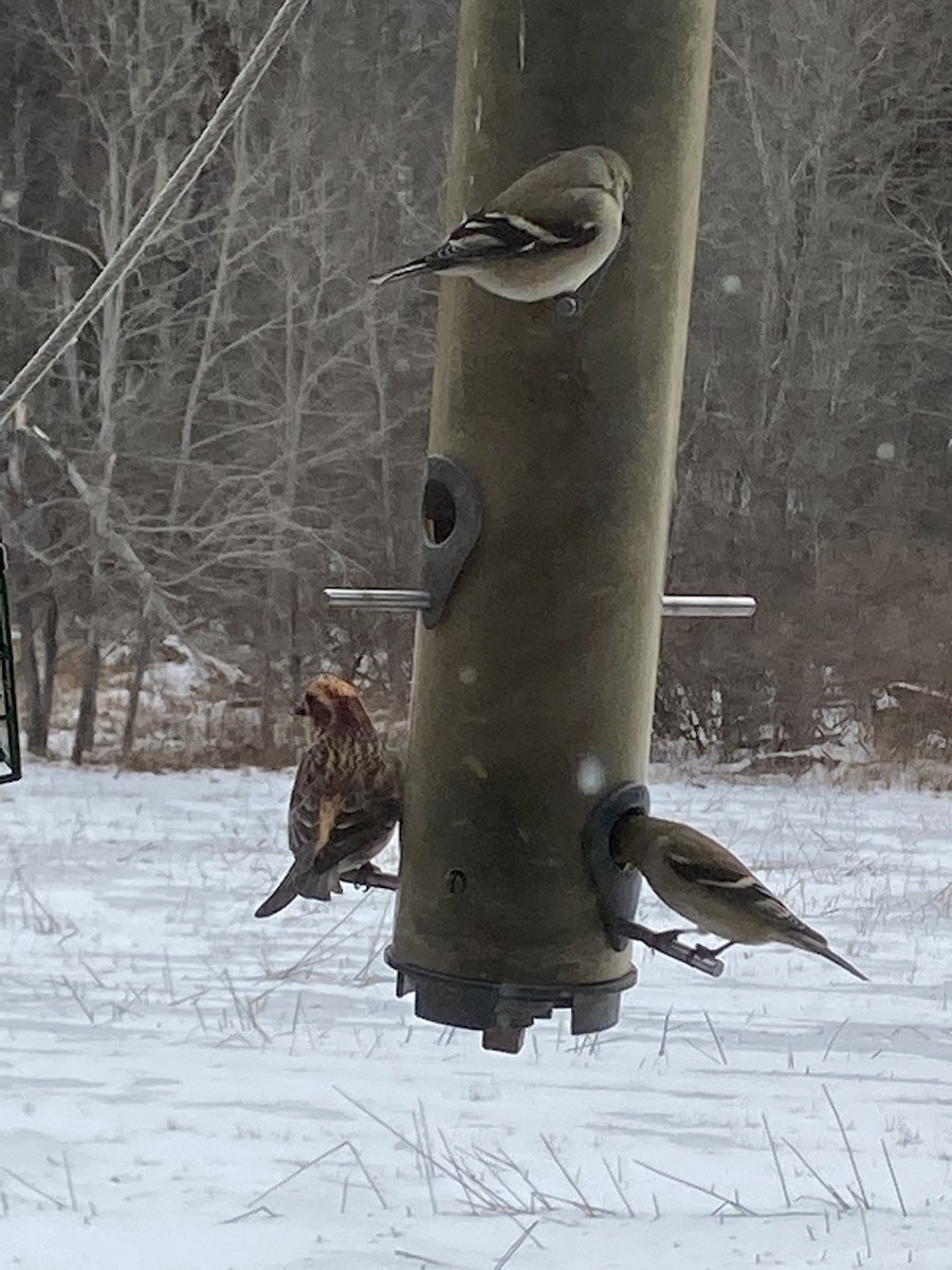 Purple Finch - ML421085441