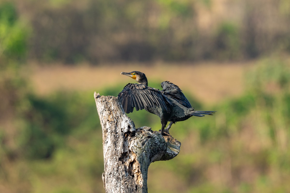 Great Cormorant - Aditya Rao