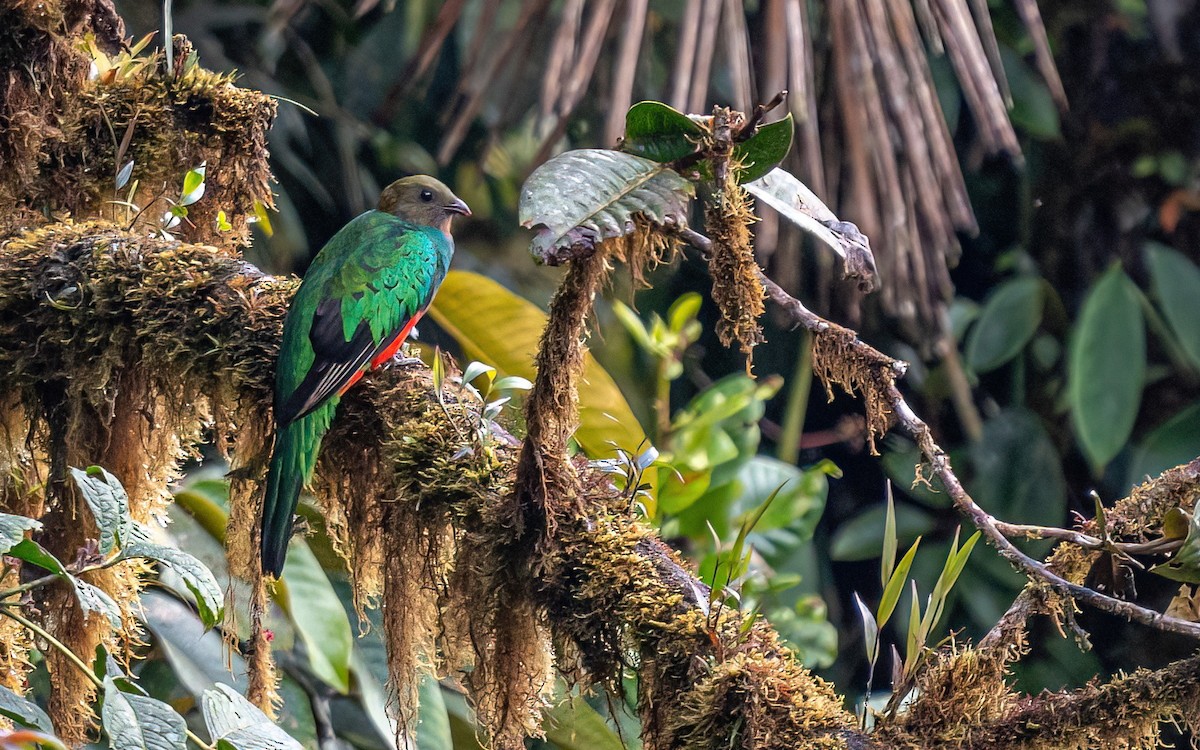 Golden-headed Quetzal - ML421086221