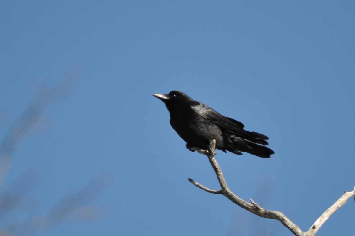 American Crow - ML421087101