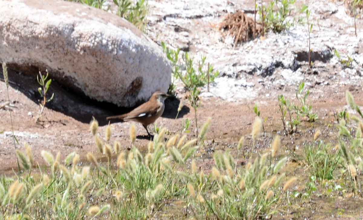 White-winged Cinclodes - ML42108721