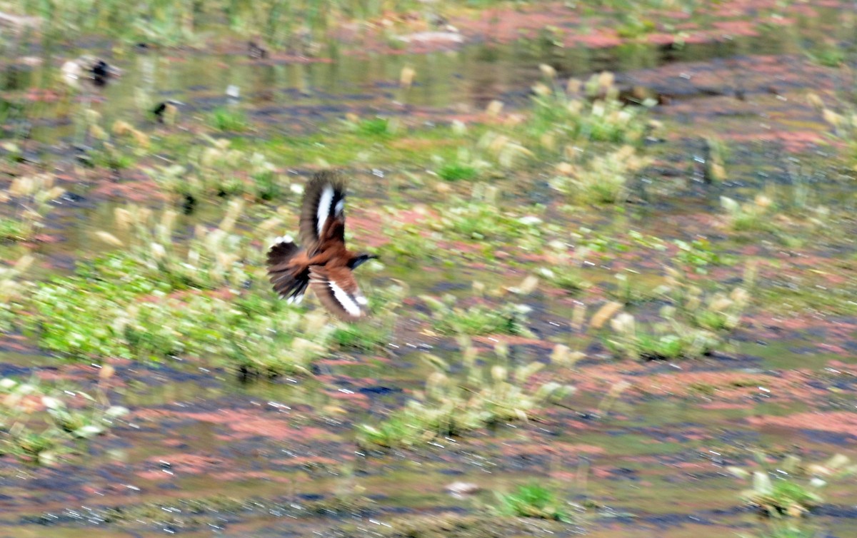 White-winged Cinclodes - ML42108731