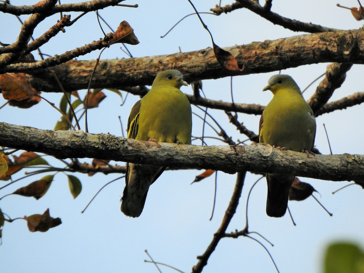 Gray-fronted Green-Pigeon - Arulvelan Thillainayagam