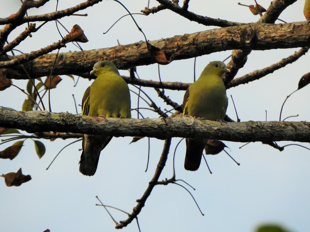 Gray-fronted Green-Pigeon - Arulvelan Thillainayagam