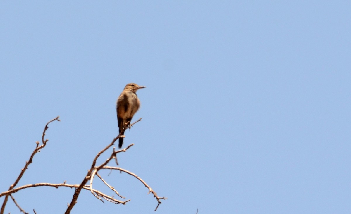 Gray-bellied Shrike-Tyrant - ML42108751