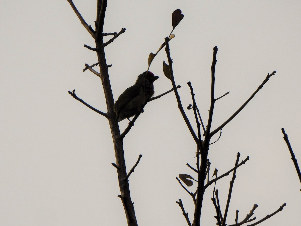 Malabar Barbet - ML421089341