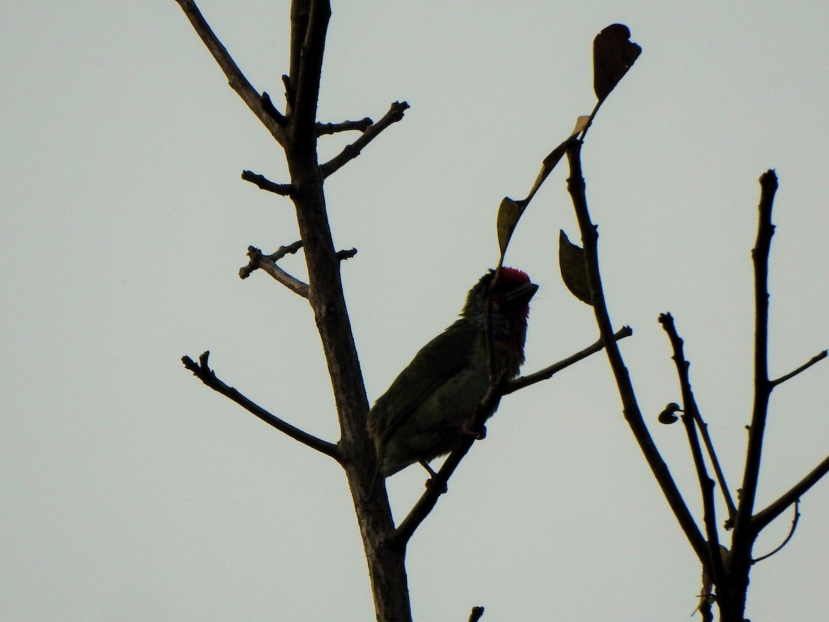 barbet malabarský - ML421089481