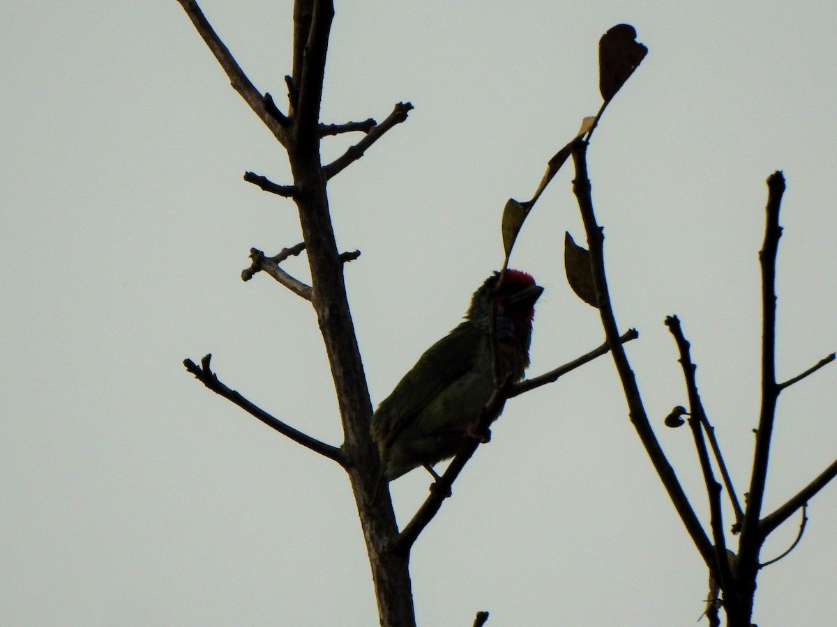 Malabar Barbet - ML421089481