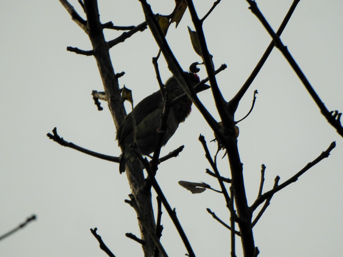 barbet malabarský - ML421089501