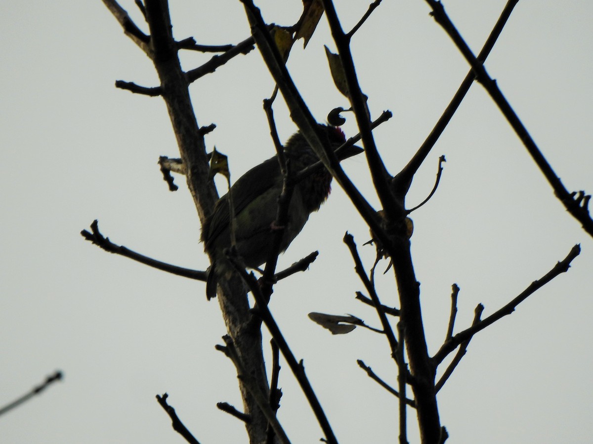 Malabar Barbet - ML421089501