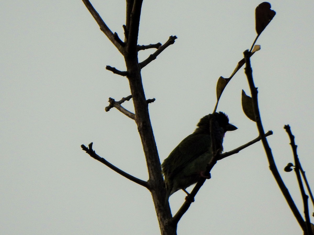 Malabar Barbet - ML421089511