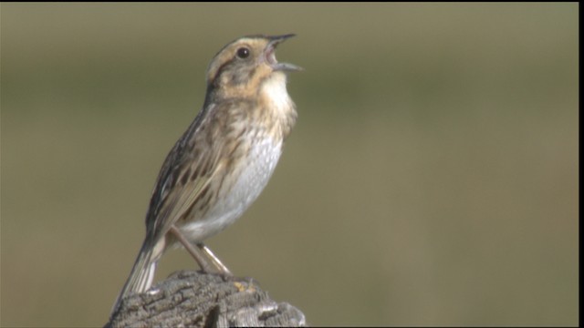 Nelson's Sparrow (Interior) - ML421090