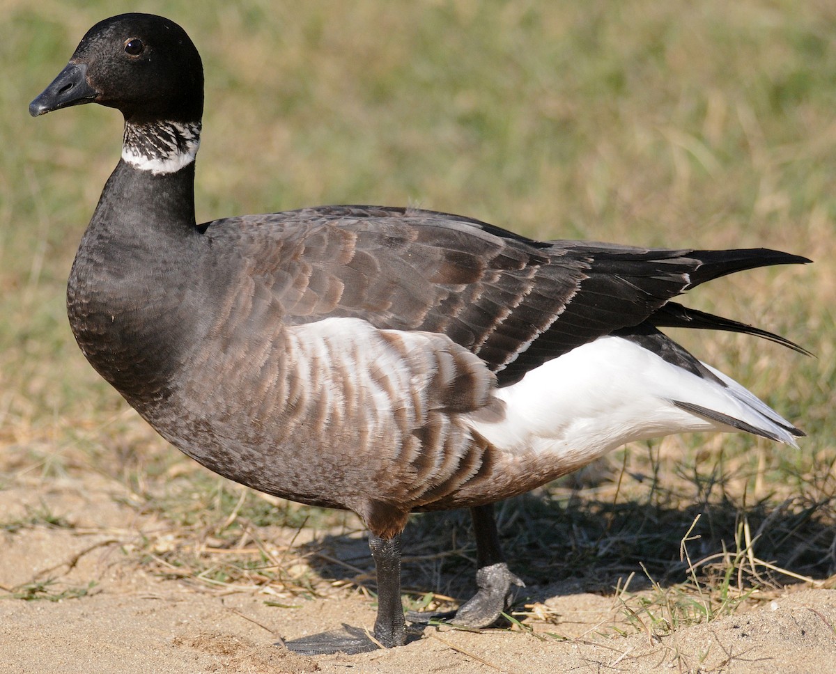 Branta musubeltza (nigricans) - ML42109121