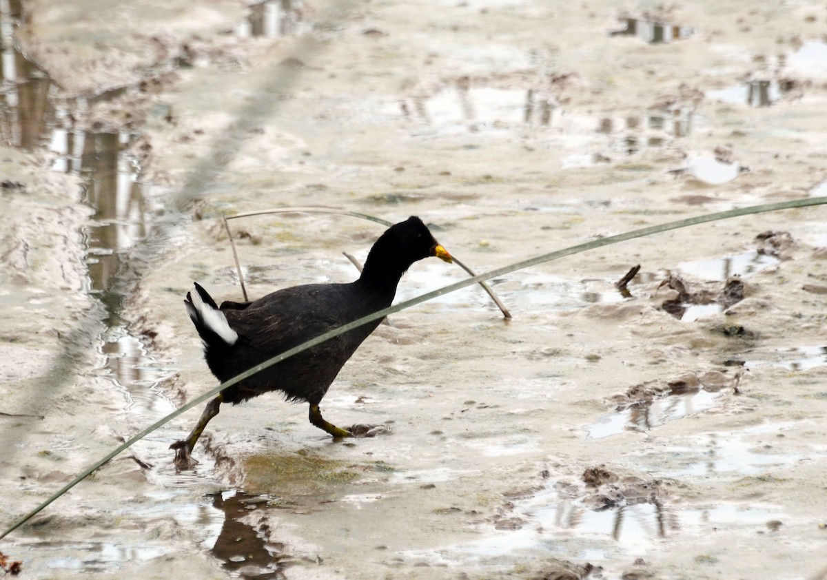 Red-fronted Coot - David M. Bell