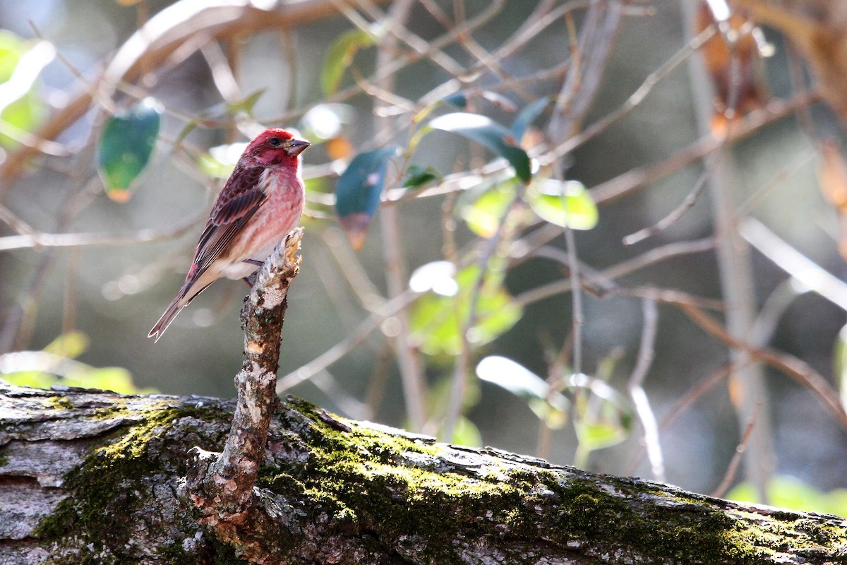 Purple Finch - ML421093311