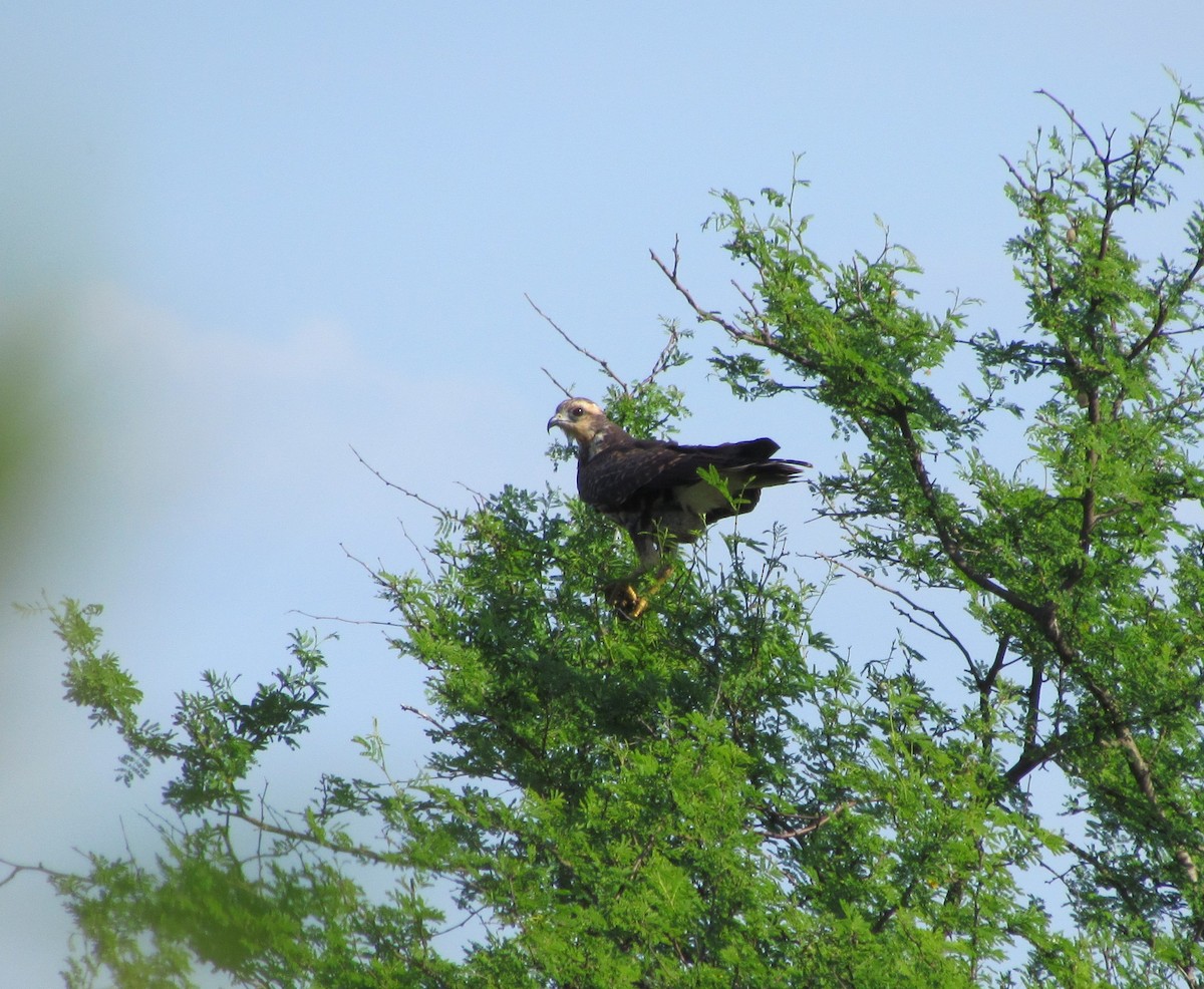 Snail Kite - ML421093831