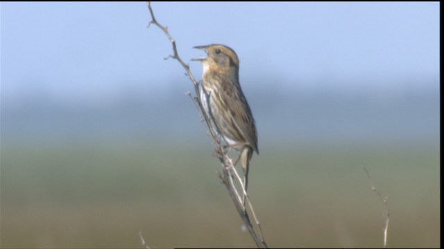 Nelson's Sparrow (Interior) - ML421094