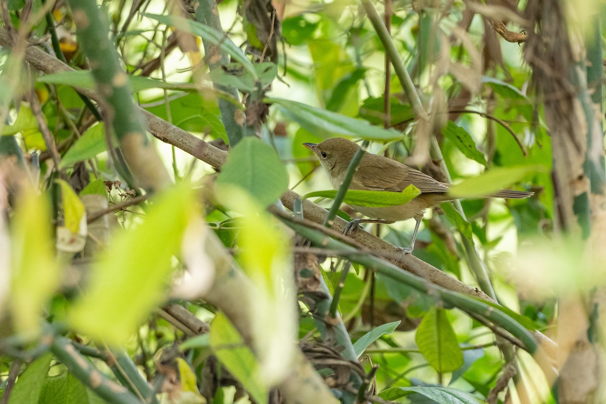 Thick-billed Warbler - Aditya Rao