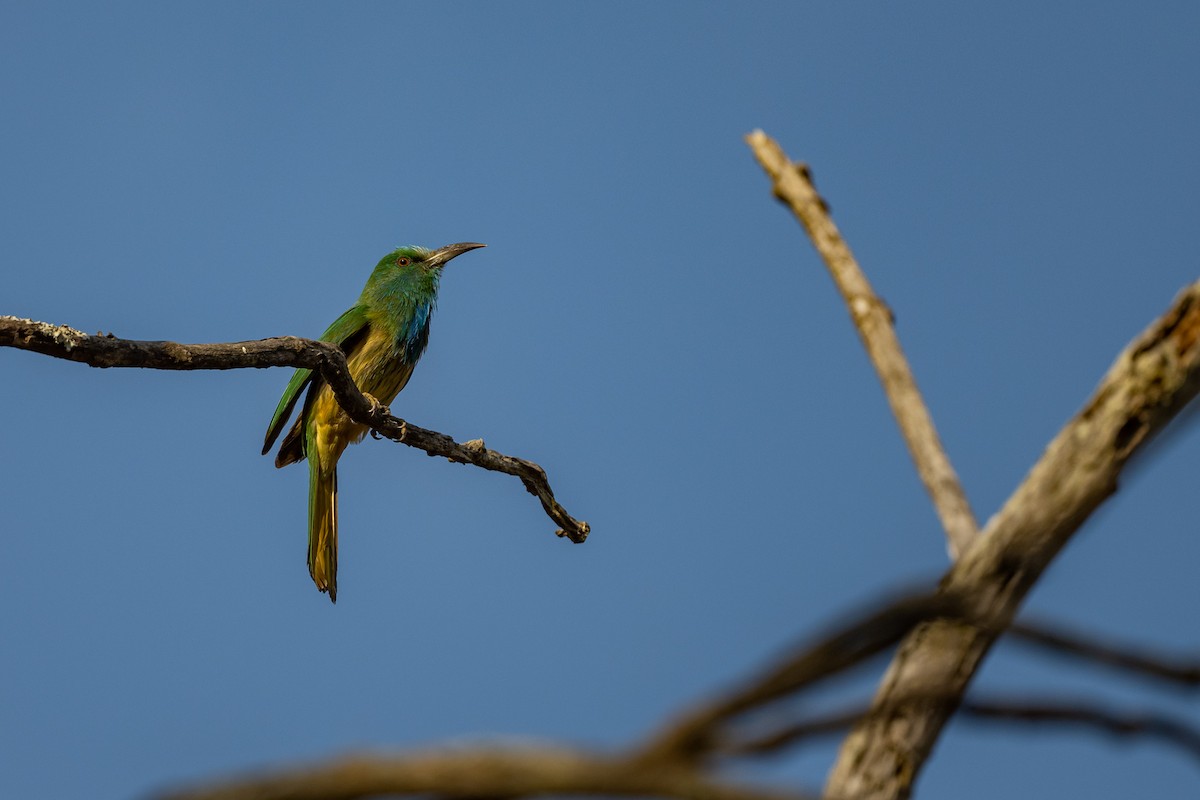 Blue-bearded Bee-eater - ML421094781