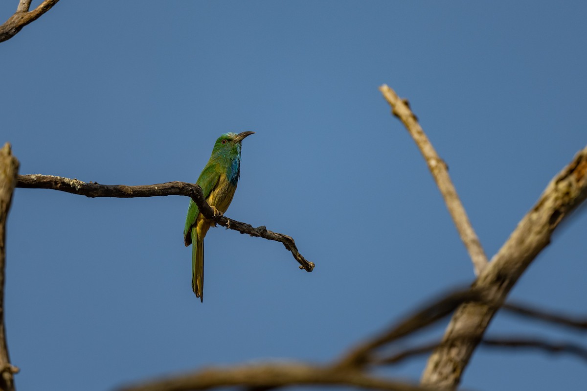 Blue-bearded Bee-eater - Aditya Rao