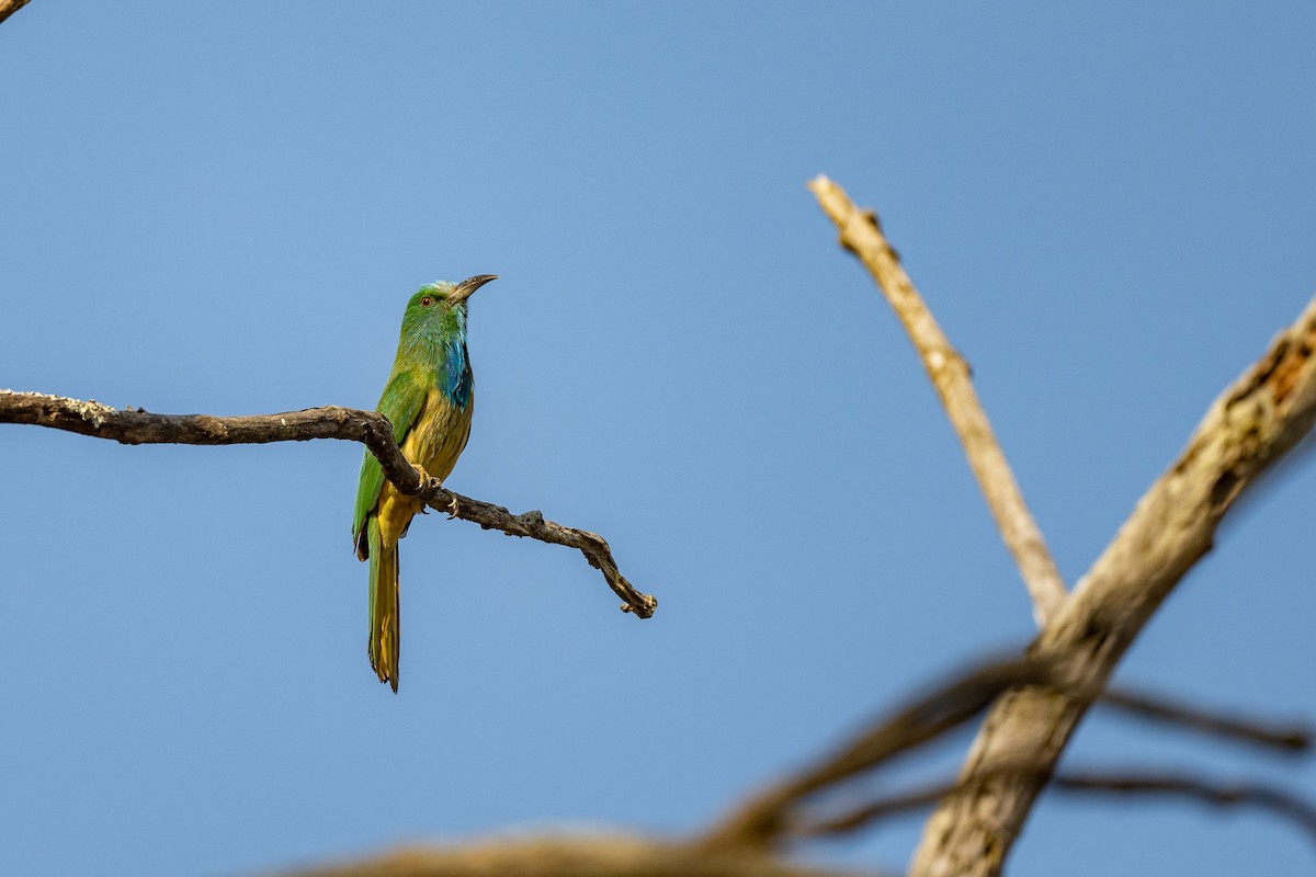 Blue-bearded Bee-eater - ML421094801