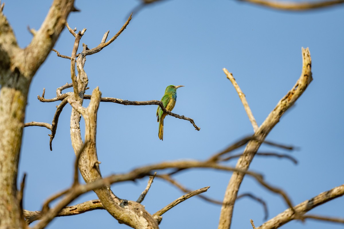 Blue-bearded Bee-eater - ML421094811