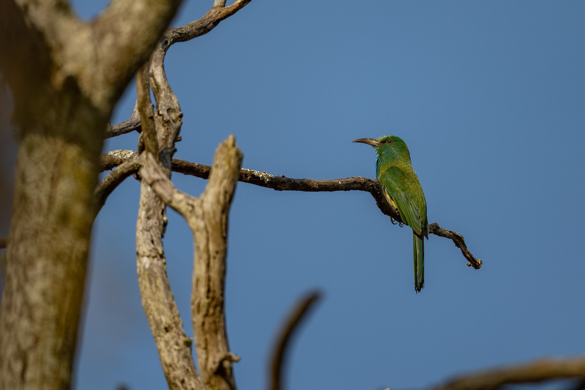 Blue-bearded Bee-eater - ML421094821