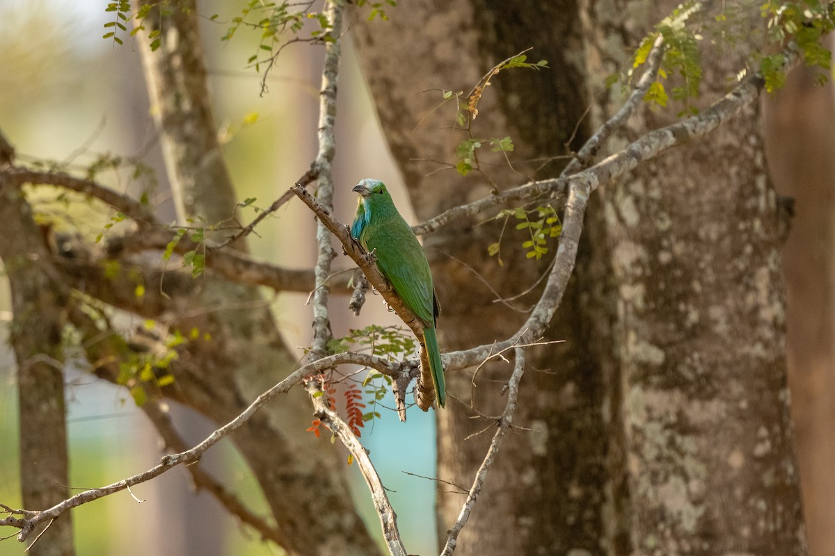 Blue-bearded Bee-eater - ML421094831