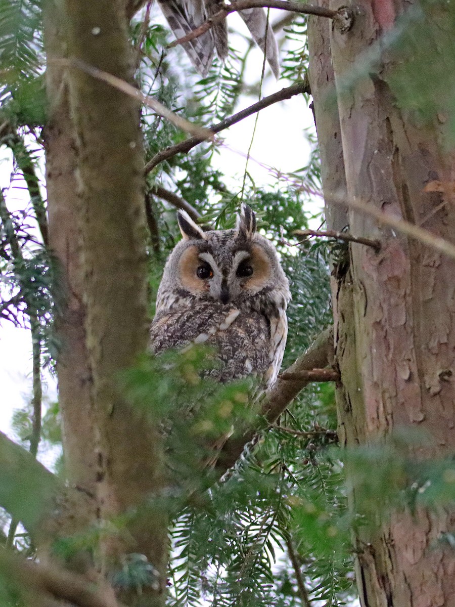 Long-eared Owl - ML421095791