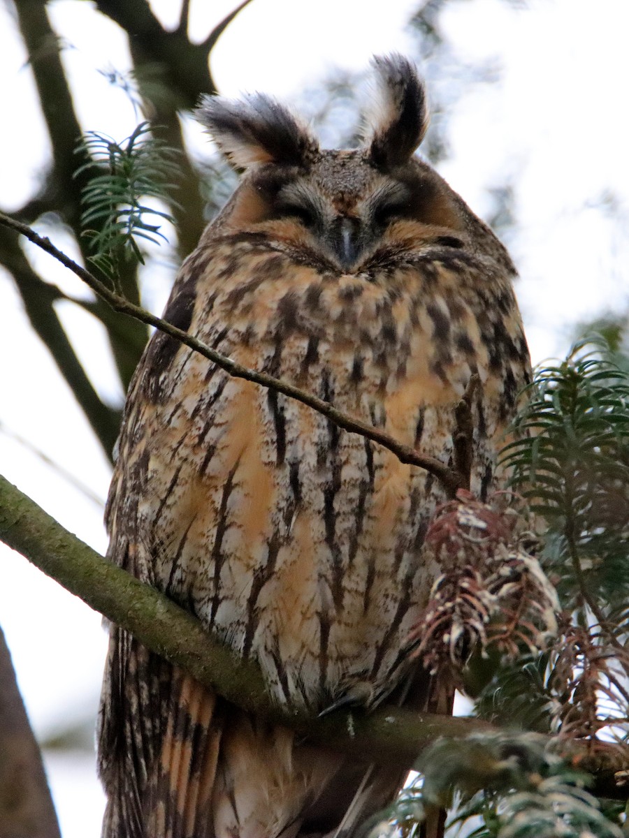 Long-eared Owl - ML421096841