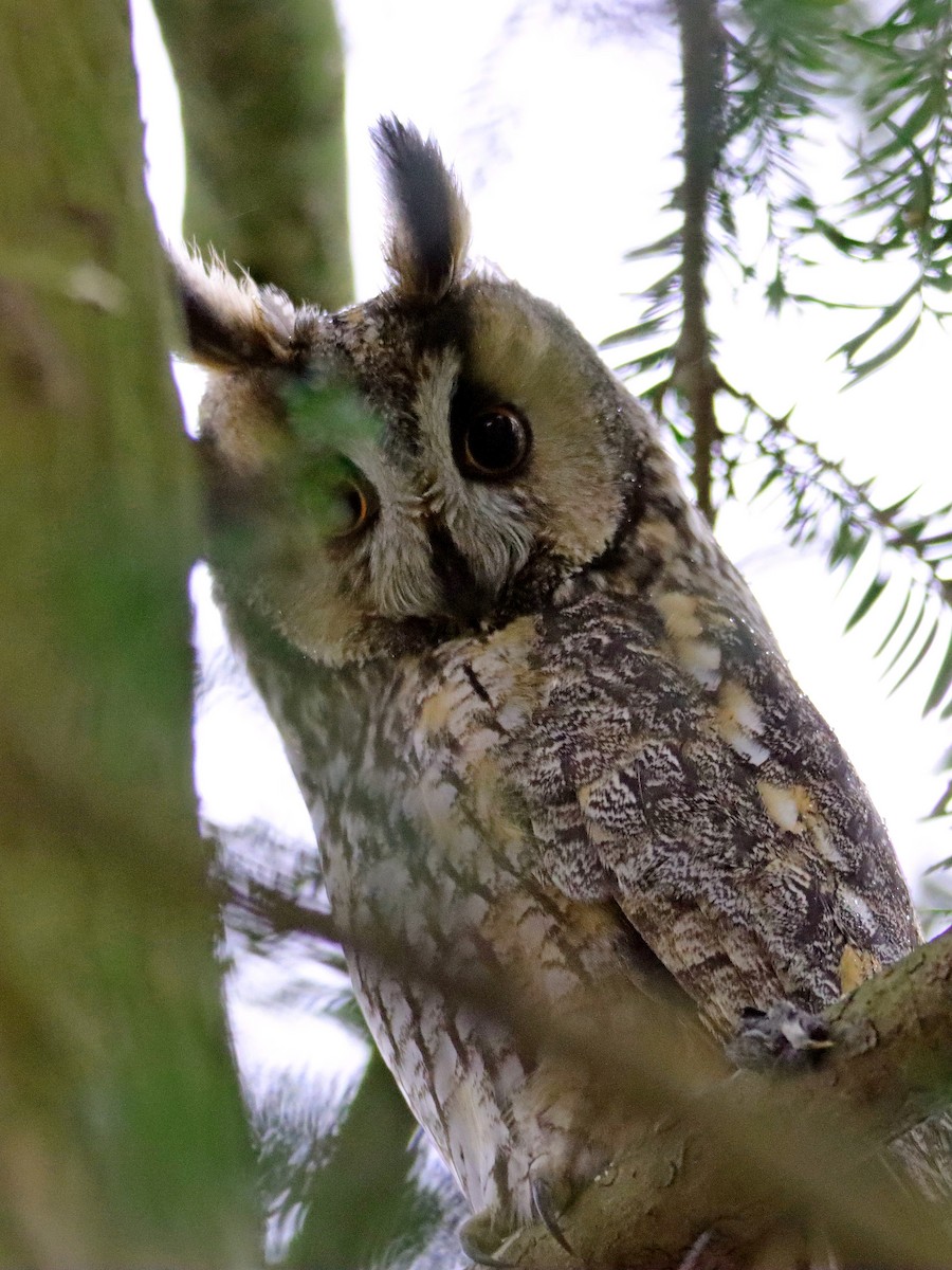 Long-eared Owl - ML421096871