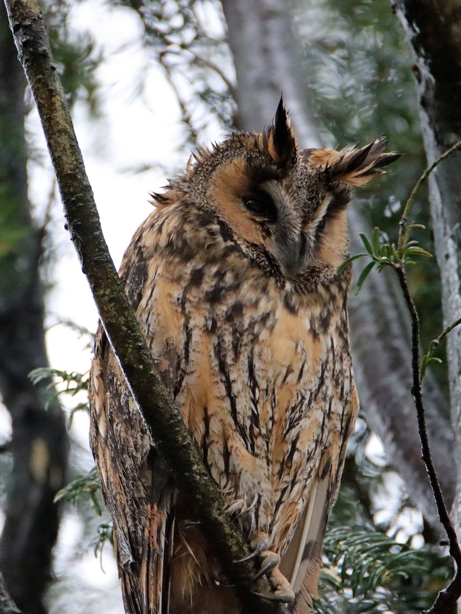 Long-eared Owl - ML421096891