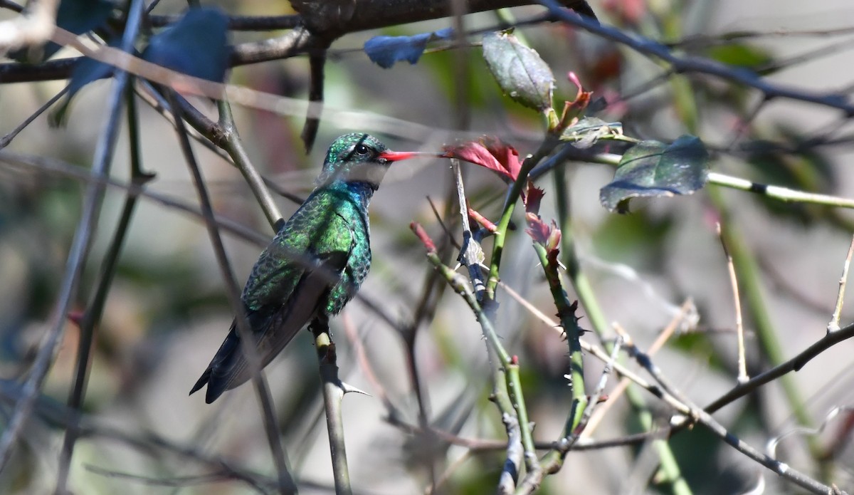 Broad-billed Hummingbird - ML421097081