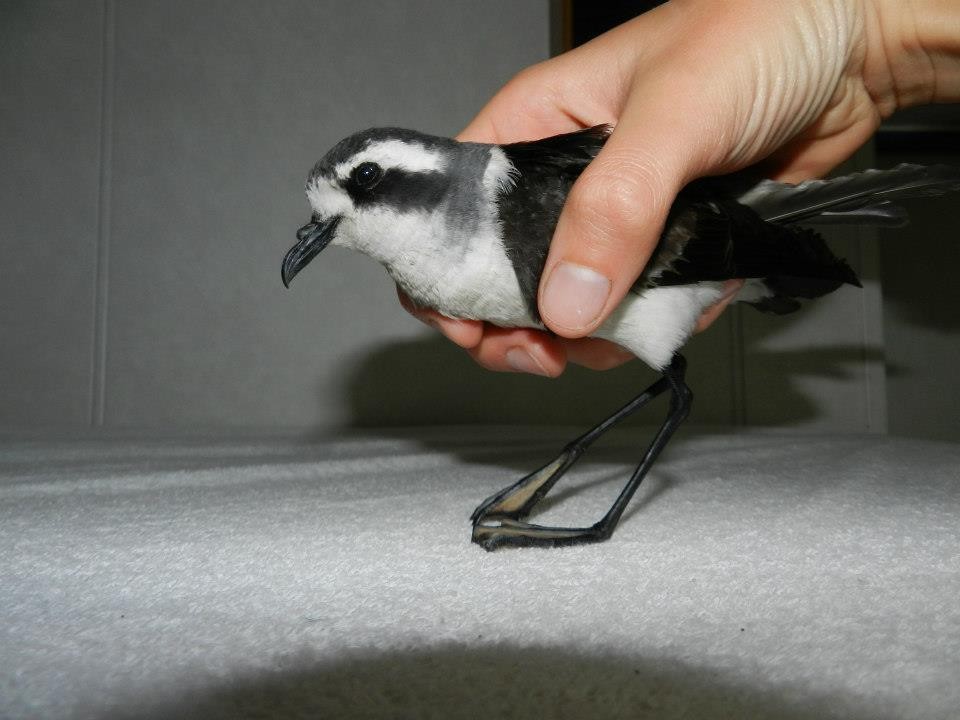 White-faced Storm-Petrel - ML421097861