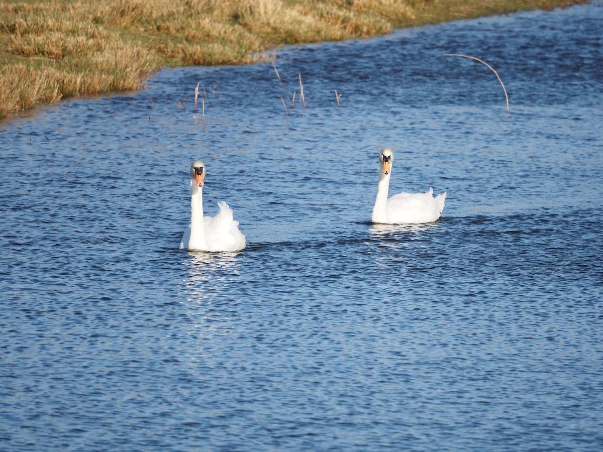 Хуруут хун - ML421098511