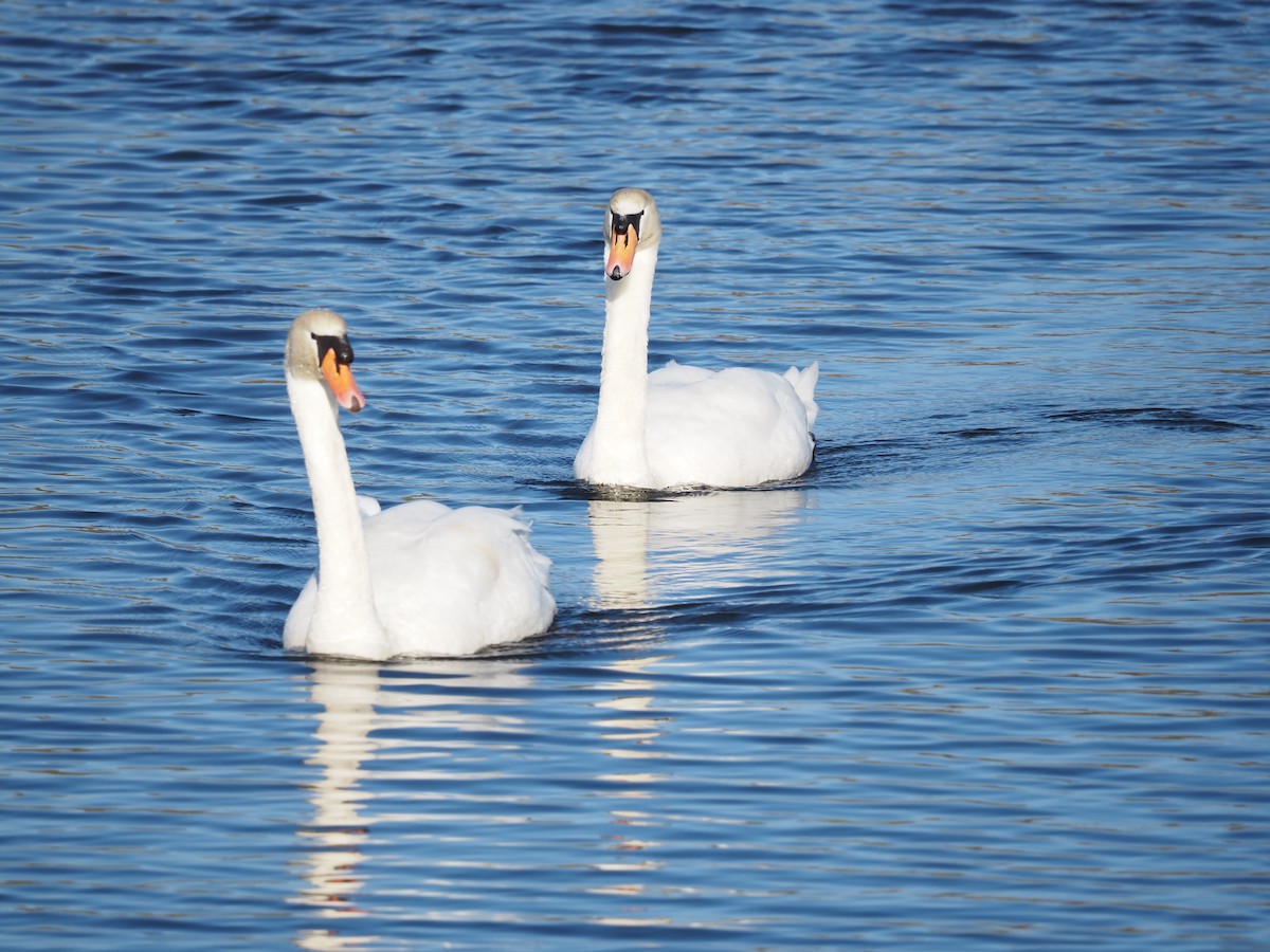 Хуруут хун - ML421098541