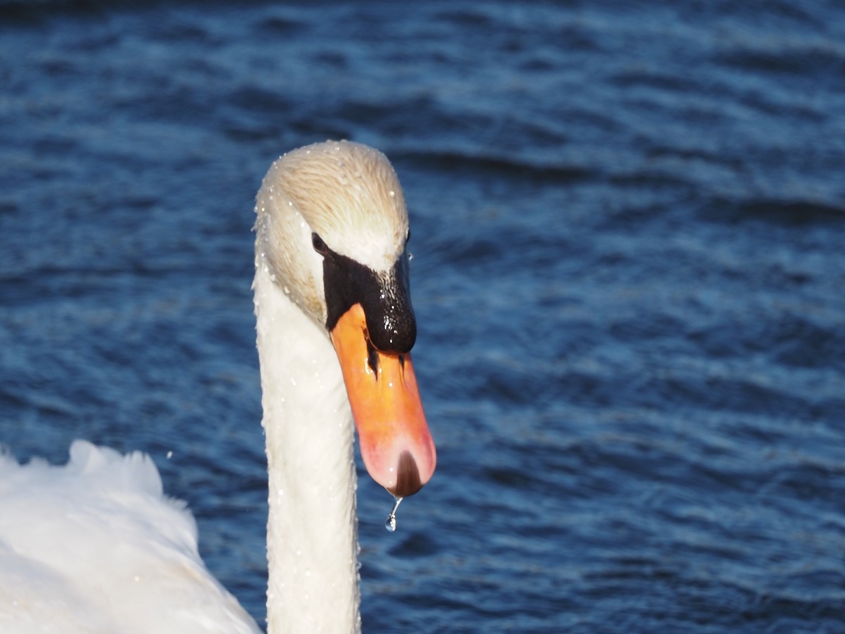 Хуруут хун - ML421098551