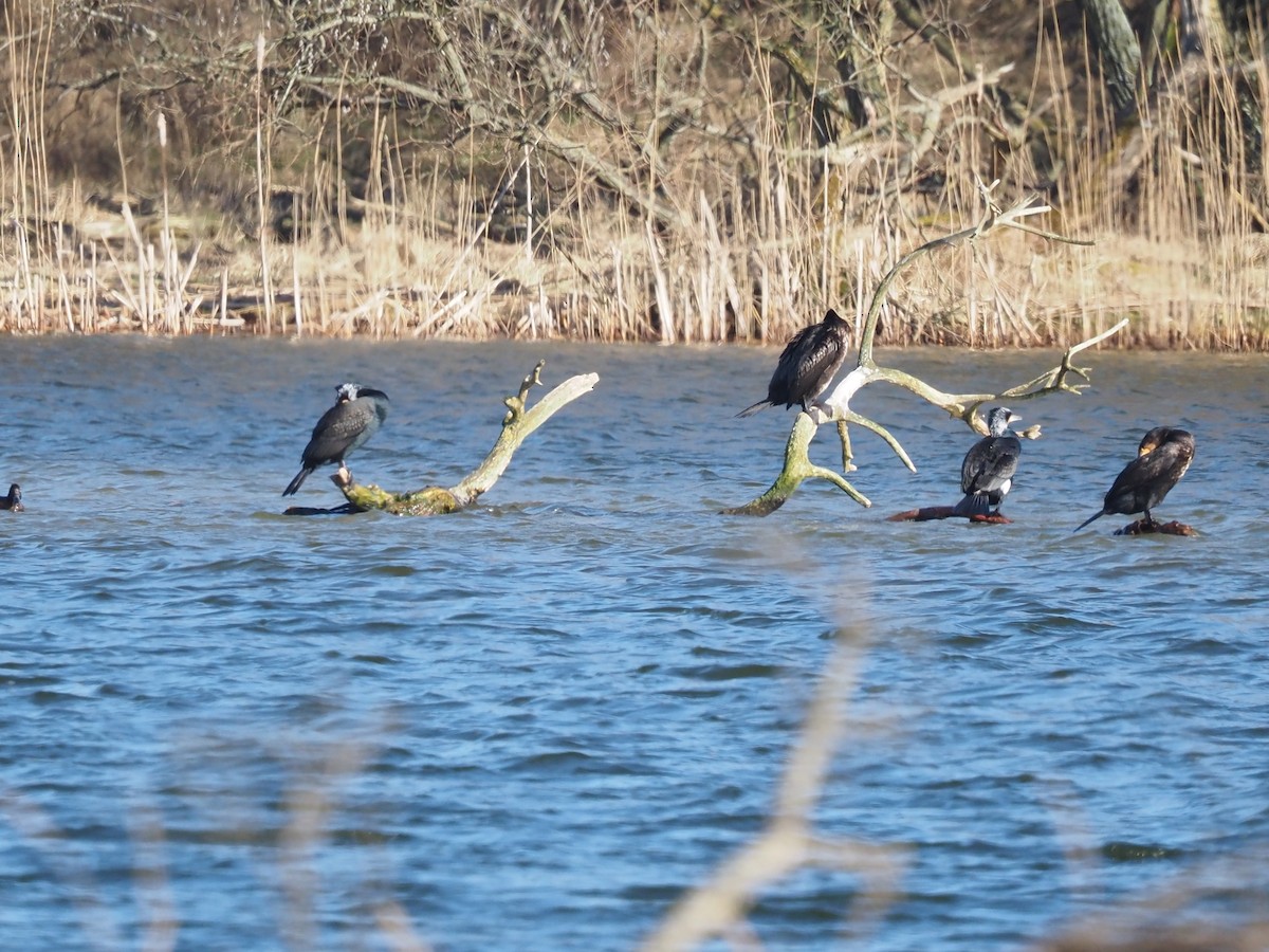 Great Cormorant - ML421099551