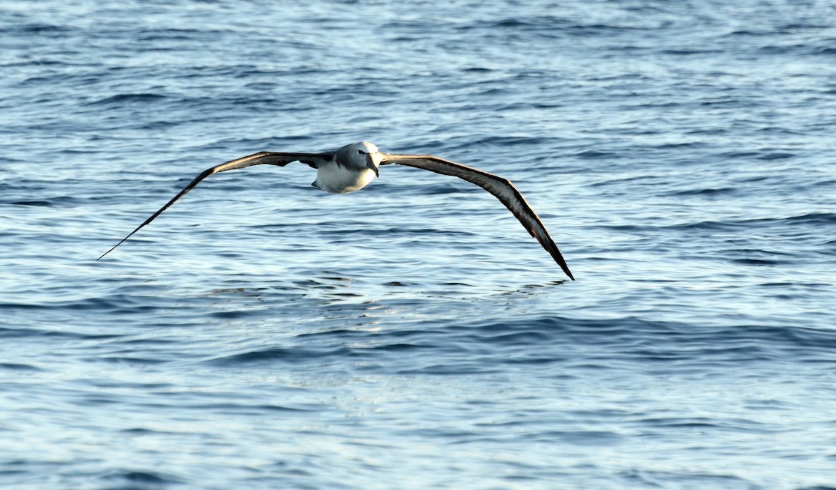 Albatros de Salvin - ML42110111