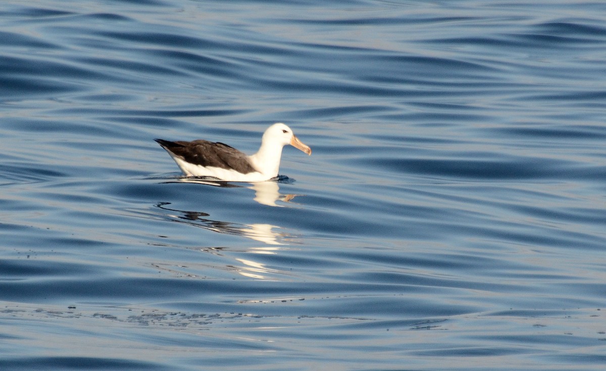Albatros à sourcils noirs - ML42110131