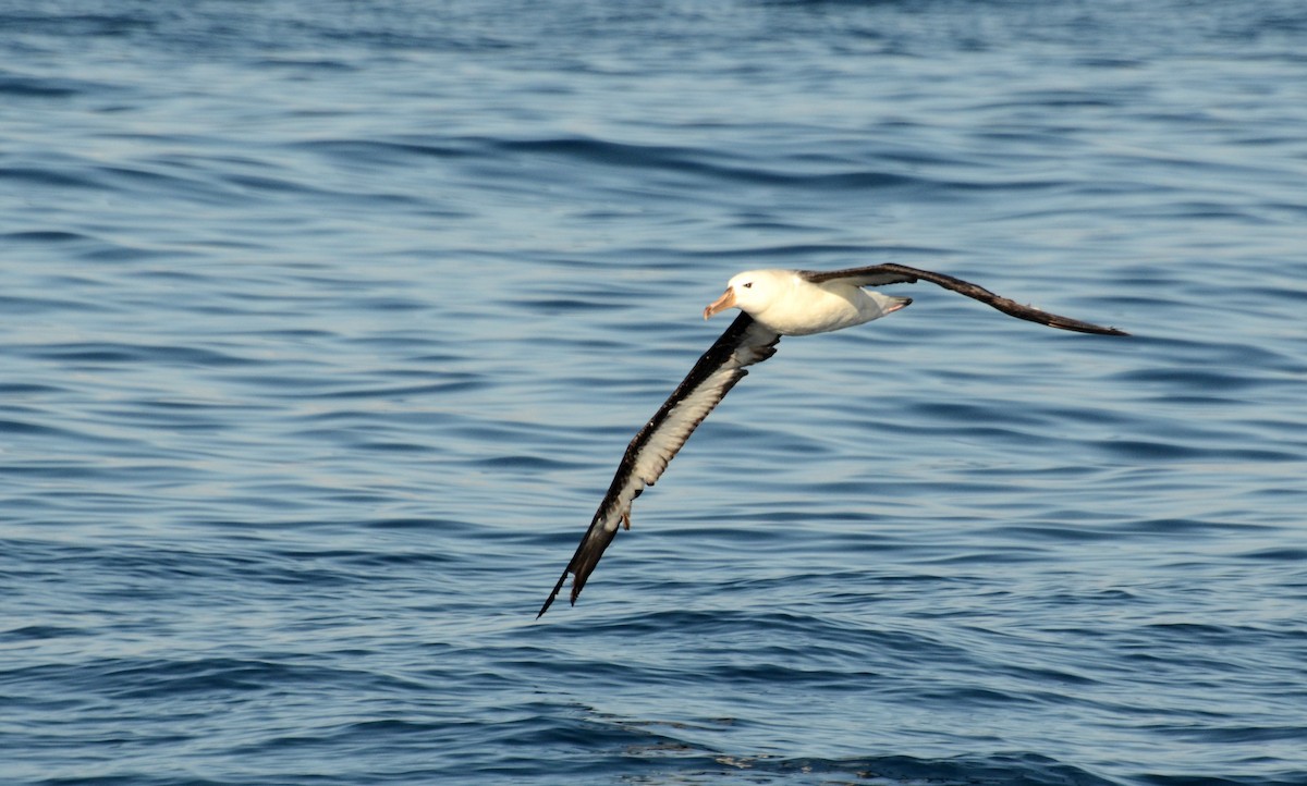 Albatros à sourcils noirs - ML42110151