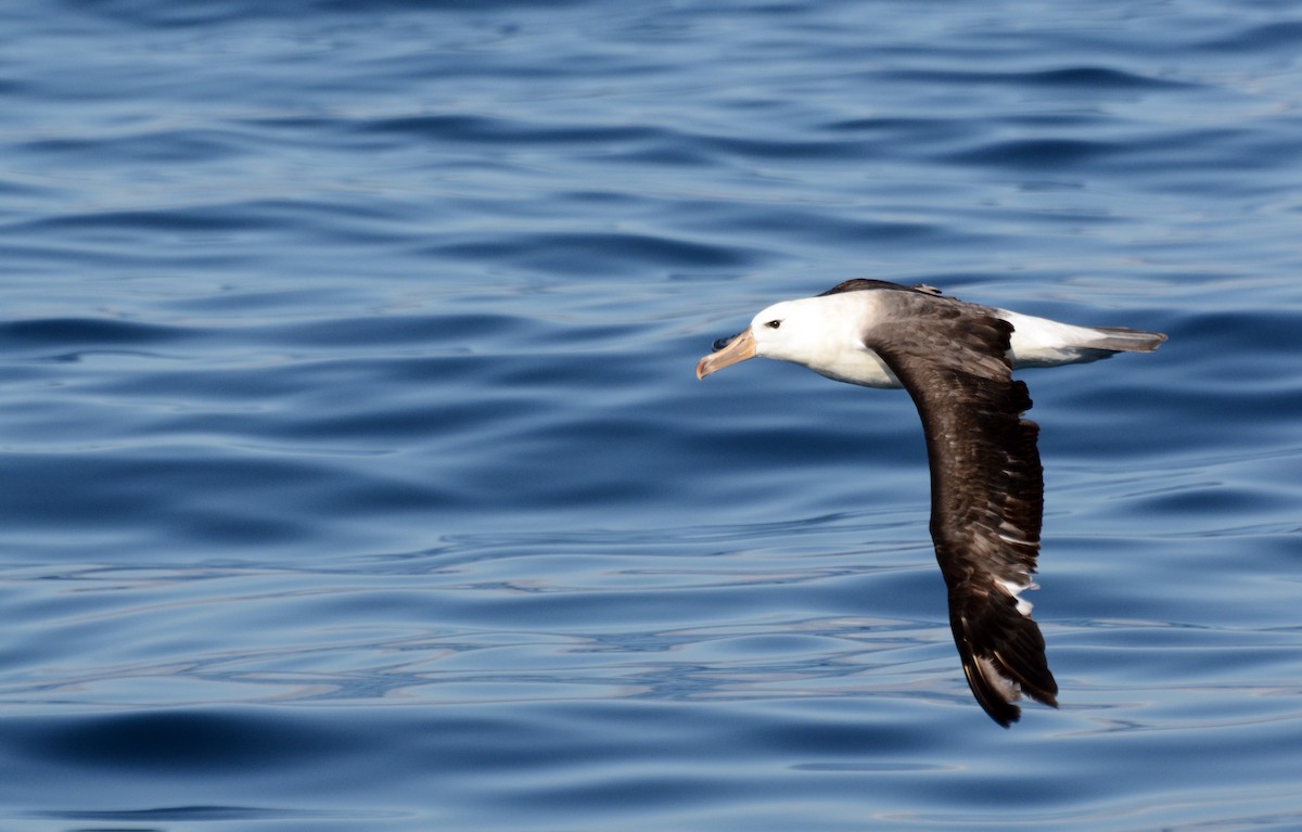 Albatros à sourcils noirs - ML42110171